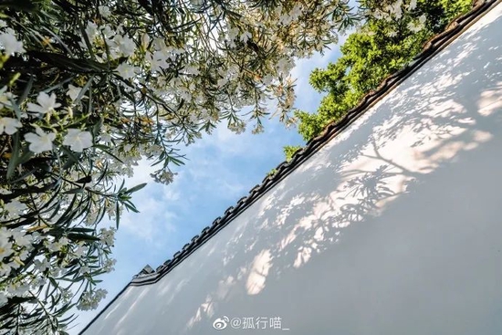 南京总统府丨夹竹桃