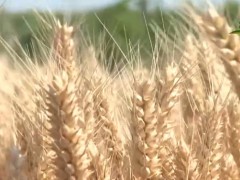 三夏时节 | 陕西省小麦种植面积1404万亩 夏收陆续展开