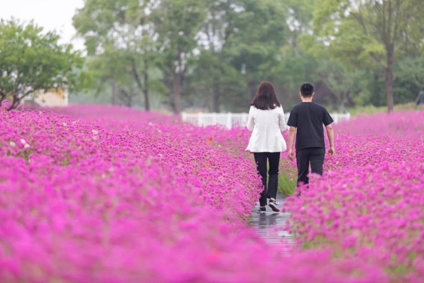 花开海上生态园芳香花园（陈嘉珺/摄）