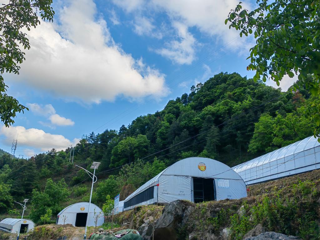 　　图为镇安县云盖寺镇西华村的菌菇大棚。新华社记者张斌 摄