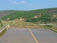 南泥湾水稻插秧忙 “海水稻”亩产达500公斤