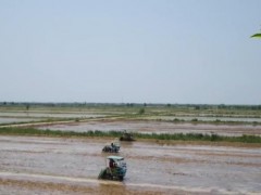 “海水稻”已产业化规模化推广 品种覆盖全国四大类典型盐碱地