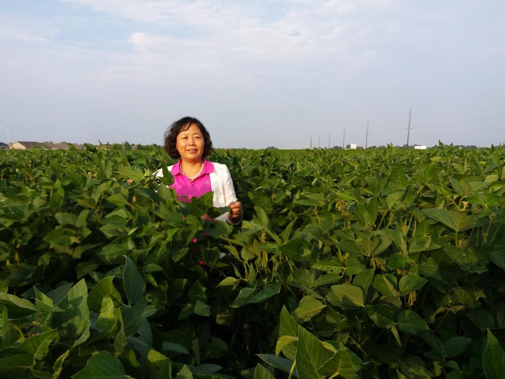 栾晓燕在大豆田里。受访者供图