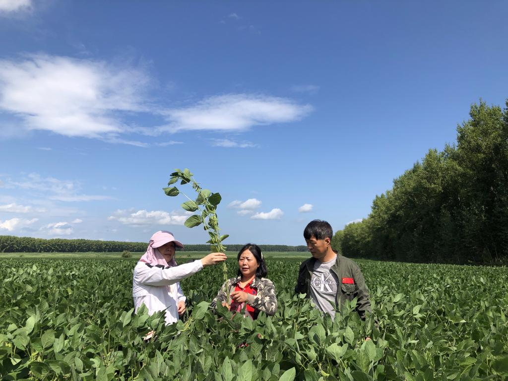 栾晓燕在观察大豆长势。受访者供图