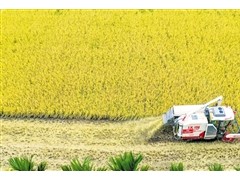 “福稻”喜丰收 农户迎福到