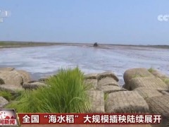 全国“海水稻”大规模插秧陆续展开 今年预计推广种植面积超100万亩