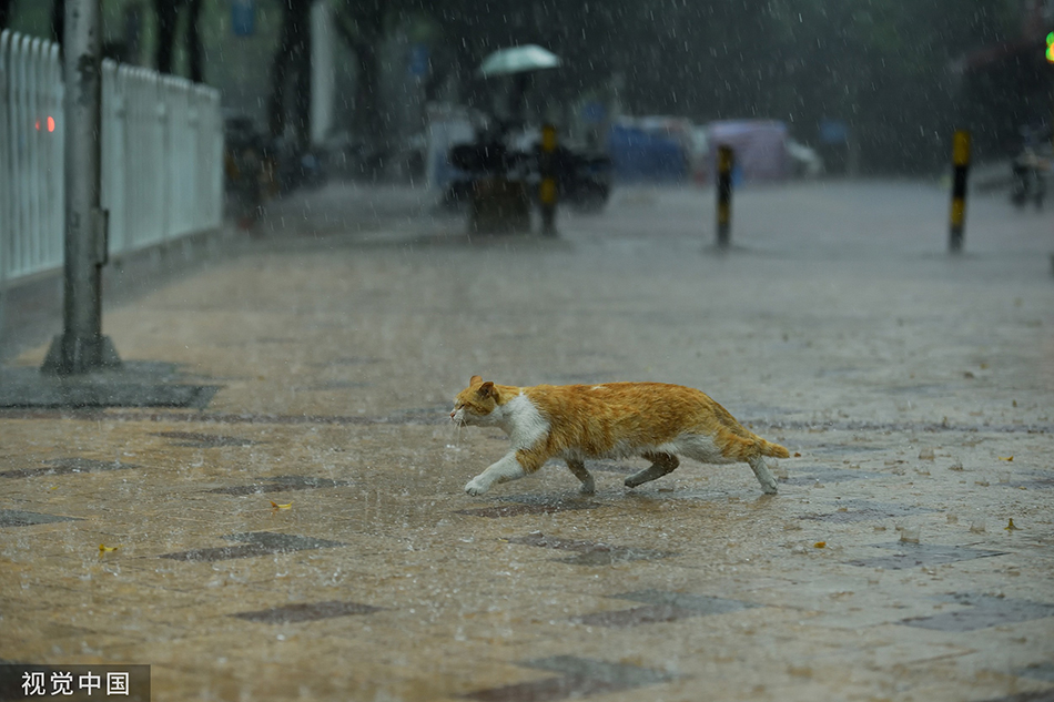 2022年5月27日,广州,雷阵雨骤至,一只流浪猫在雨中走避。陈逸航/视觉中国 图