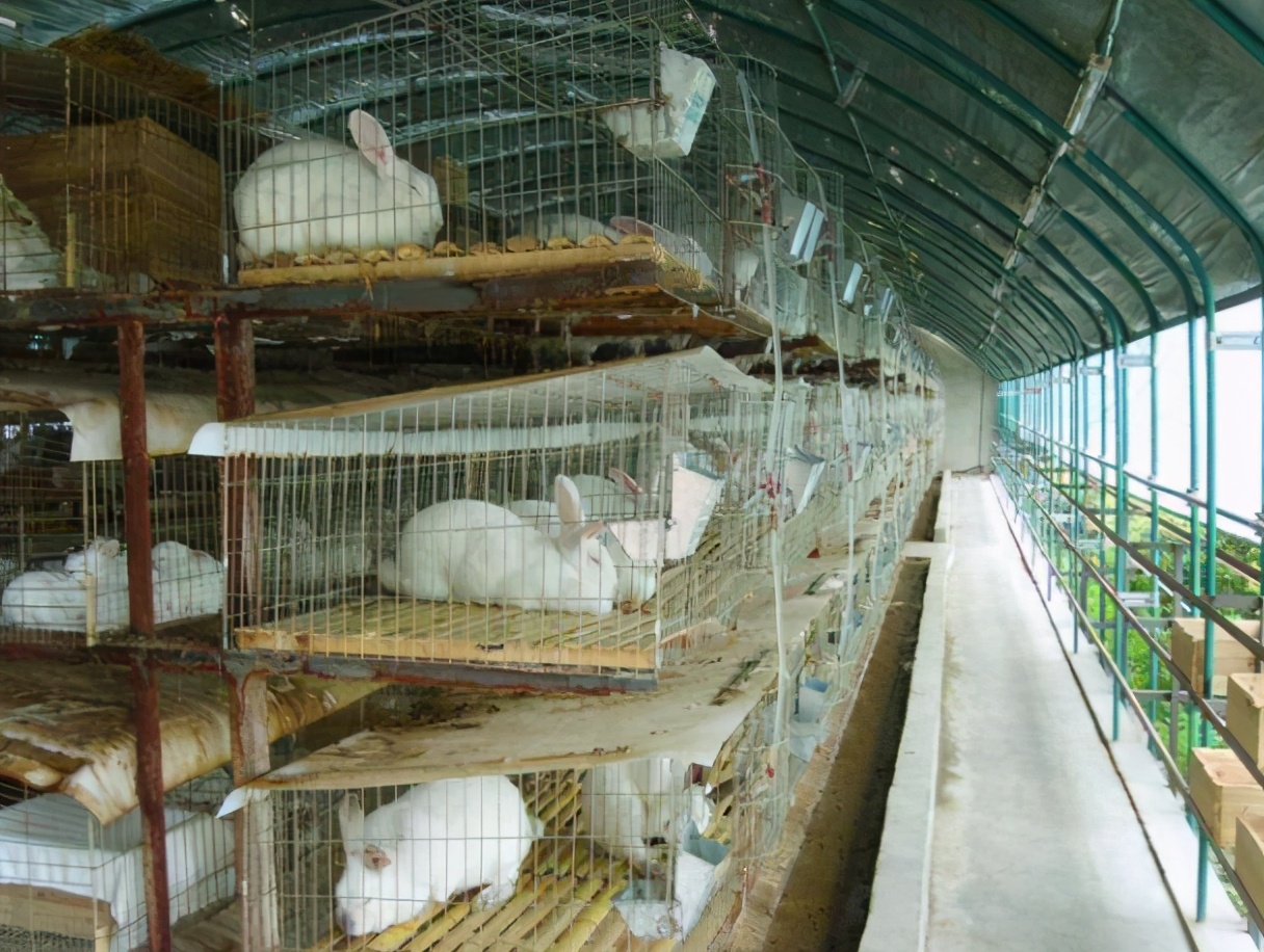 农民不想外出打工?三种低成本项目,便可养家糊口,还不来看看