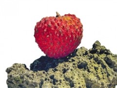 一颗“荔枝王” 身价2万6