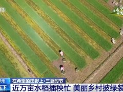 河北涿州近万亩水稻插秧忙 美丽乡村披绿装