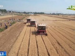 河南卫辉1100台收割机上阵 50万亩小麦开镰 丰收在望