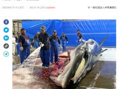 日本北海道开始商业捕鲸，今年全国计划捕获133头小须鲸