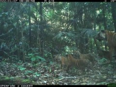 马来西亚发现野生老虎踪迹 当局公开照片