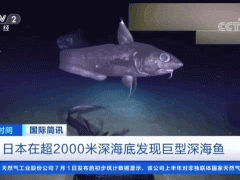 深紫色！超2000米深海底发现巨型深海鱼，长这样