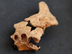 西班牙北部发现140万年前人类化石 或为欧洲最古老人类