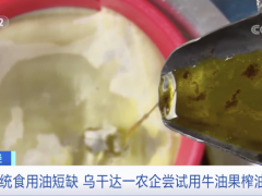 食用油不够？这一国家，用牛油果榨油…