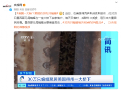 美国一大桥下聚居约30万只蝙蝠，每天日落时成群外出觅食