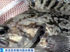 日本福岛近海捕获的这种海鱼，放射性物质严重超标！