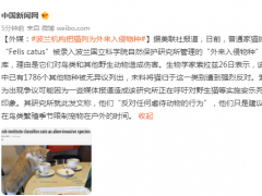 外媒：波兰机构把猫列为外来入侵物种