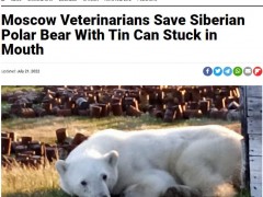 被迫适应陆地饮食 北极熊因舌头被罐头卡住求救